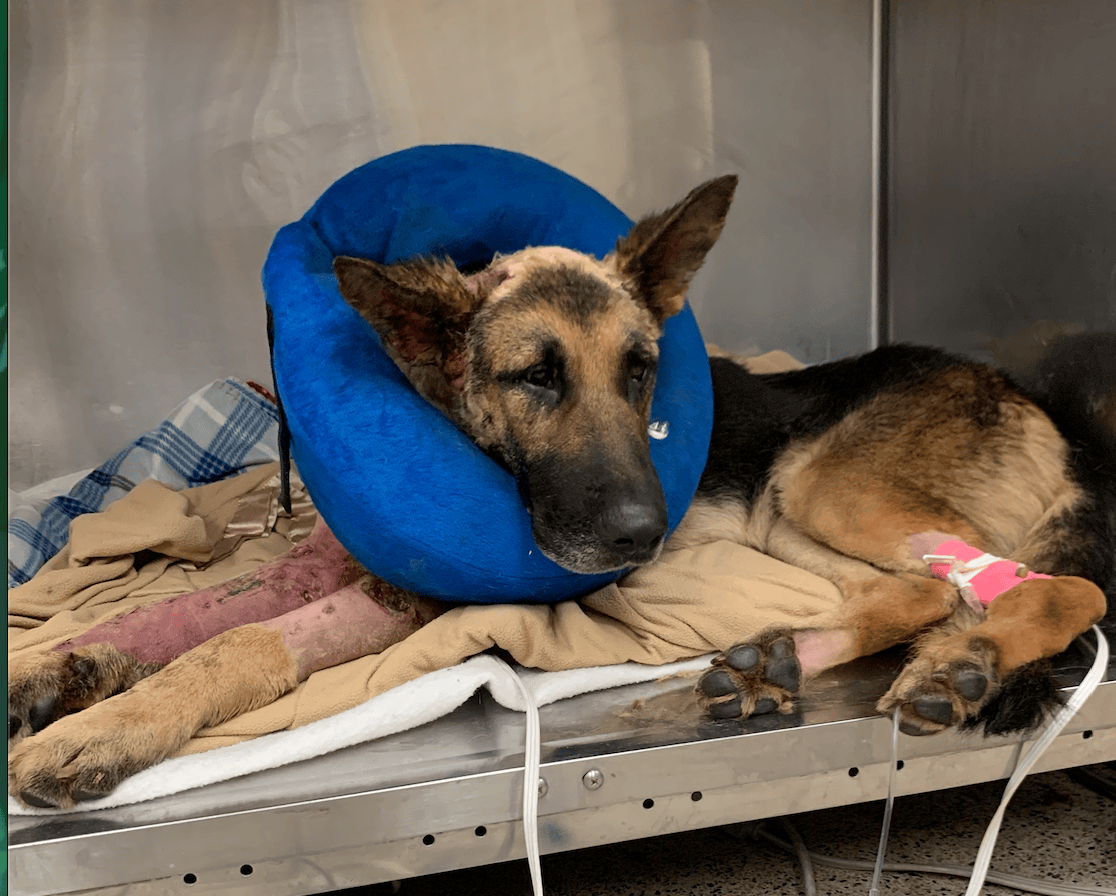 PSPCA rescues 34 dogs and puppies over concern for their